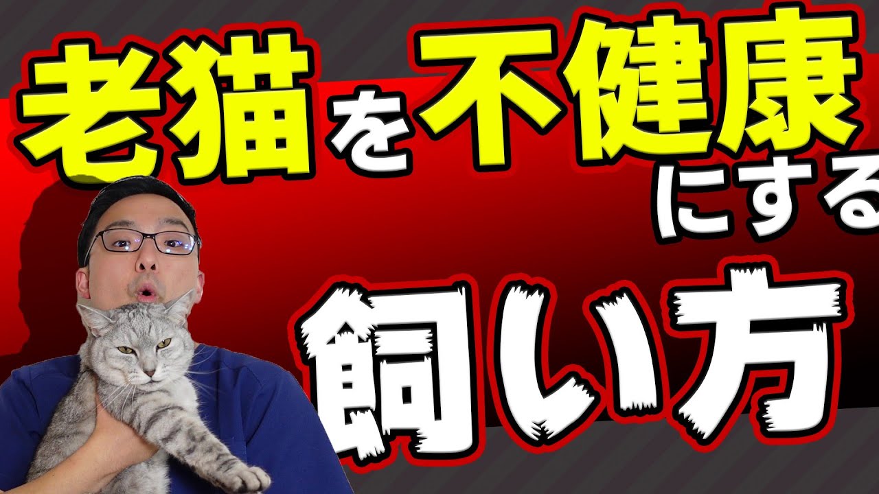 【NGです】あなたのねこは大丈夫？？老猫ちゃんにも優しい生活を！！