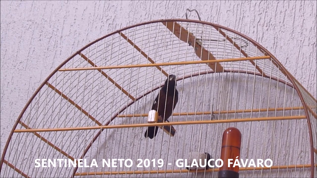 Sentinela Neto ainda mais surpreendente em 2019
