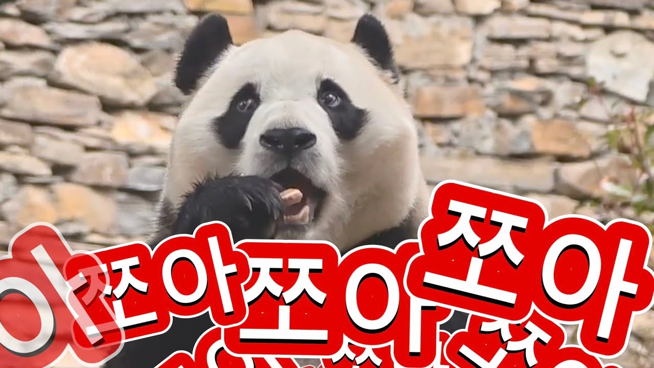 2/7 푸바오실시간 오전(2) 쪼아~ 죽순곰쥬 미끄러운 플레이봉에 결국.....