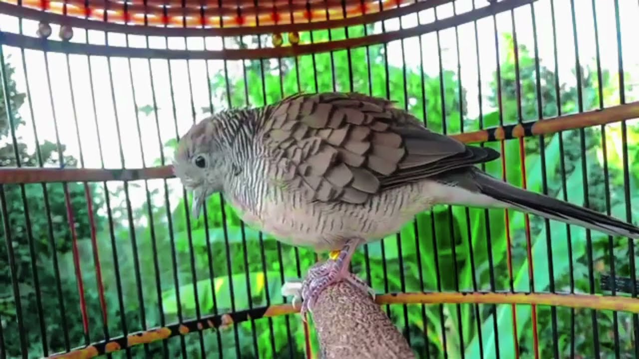 Perkutut lokal gacor pancingan manjur
