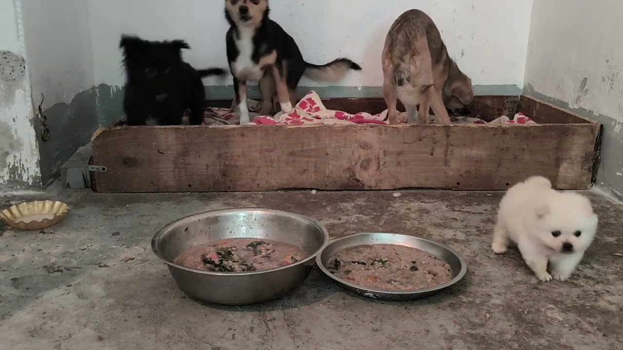 小九到家吃的第一餐饭#goundamani #gourmet #gouachepainting #狗 #狗狗的心思都写在脸上了 #狗子日常 #gourigopalashram #狗狗