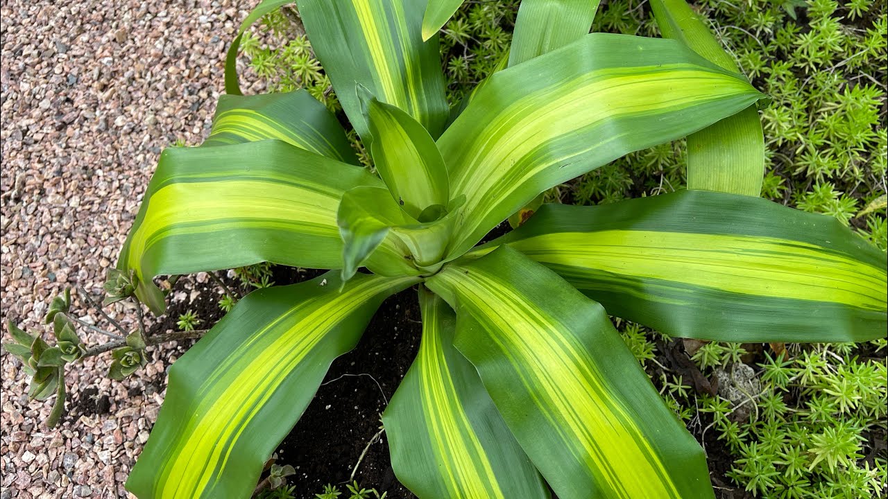 DRACENA PLANTA PERFEITA para cultivar na SOMBRA - Como fazer mudas de maneira fácil