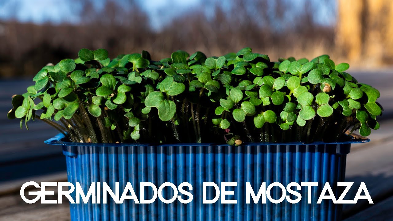 germinados de MOSTAZA EN 5 dias