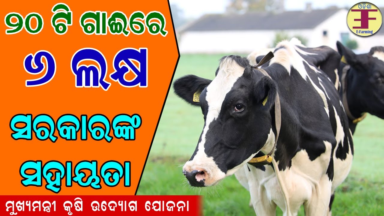 20 Cows Dairy Farm Project Report under MKUY Scheme in Odisha. Mukhyamantri Krushi Udyog Yojana .