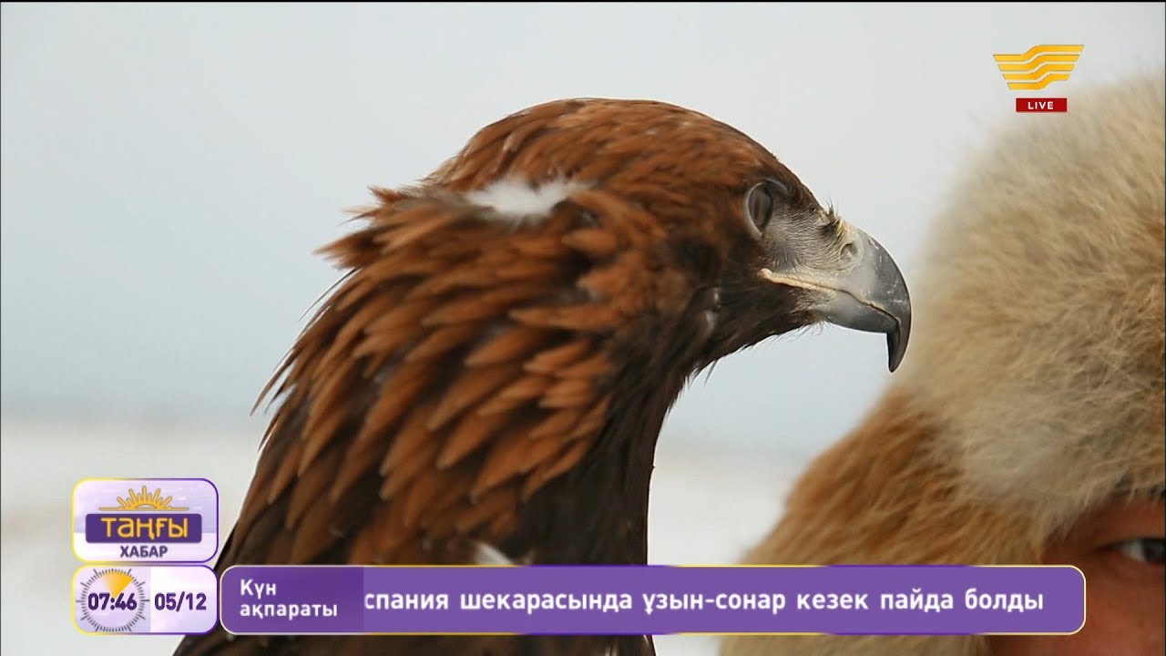 Ұлттық құндылық: Бүркіт – текті құс