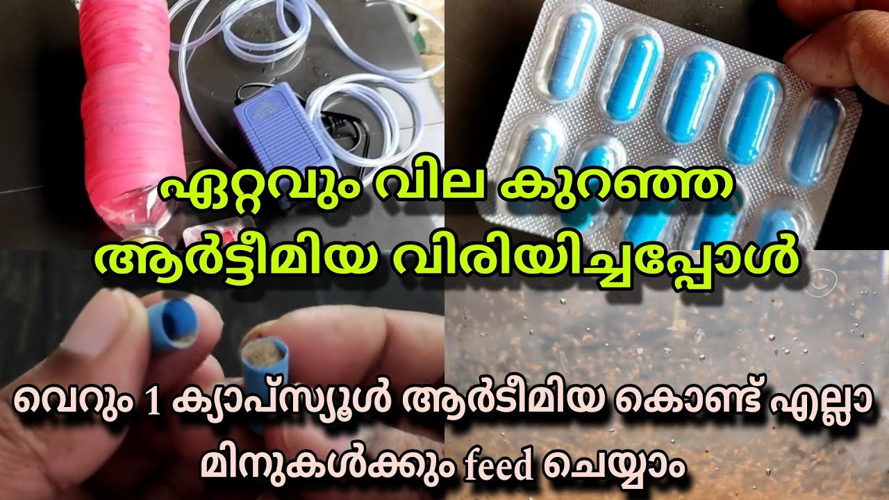 ആർട്ടീമിയ simple ആയിട്ട് വിരിച്ചു ഗപ്പികൾക്കും betta fish നും കൊടുക്കാം 