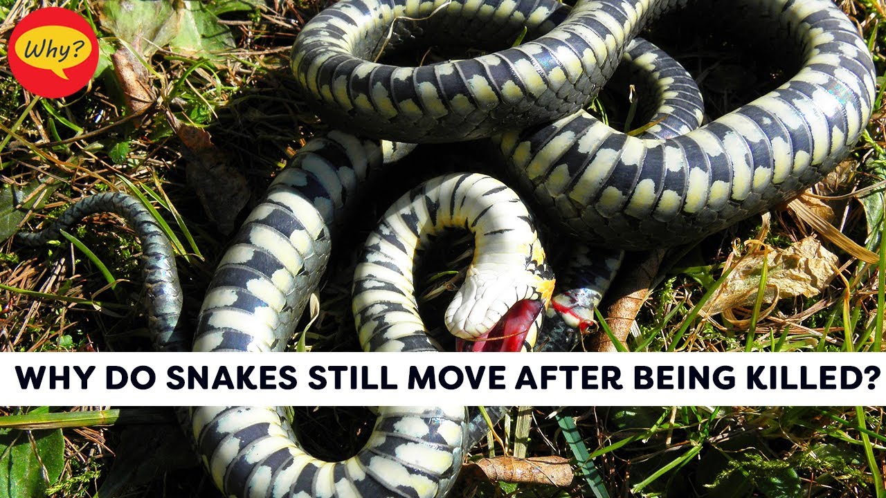 Why do snakes still move after being killed | Fascinating facts #16 | Why Things Happen