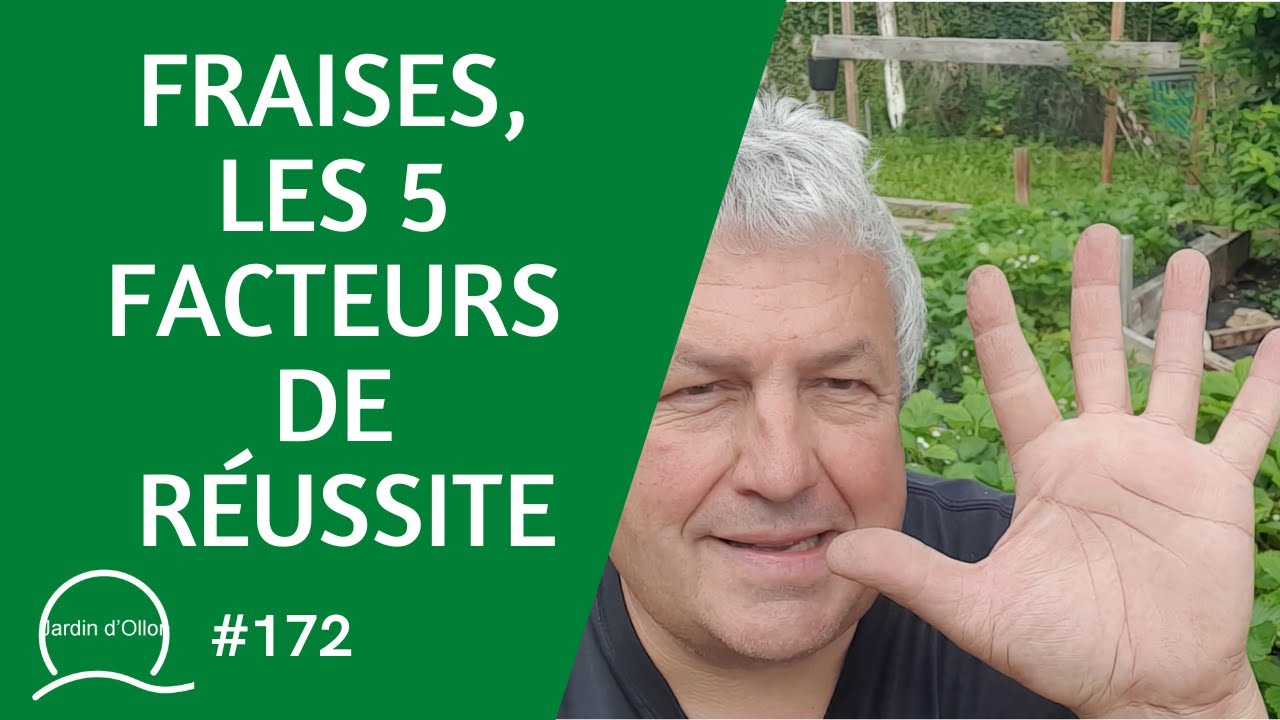 #172-Fraises, les 5 facteurs de r&eacute;ussite 🍓