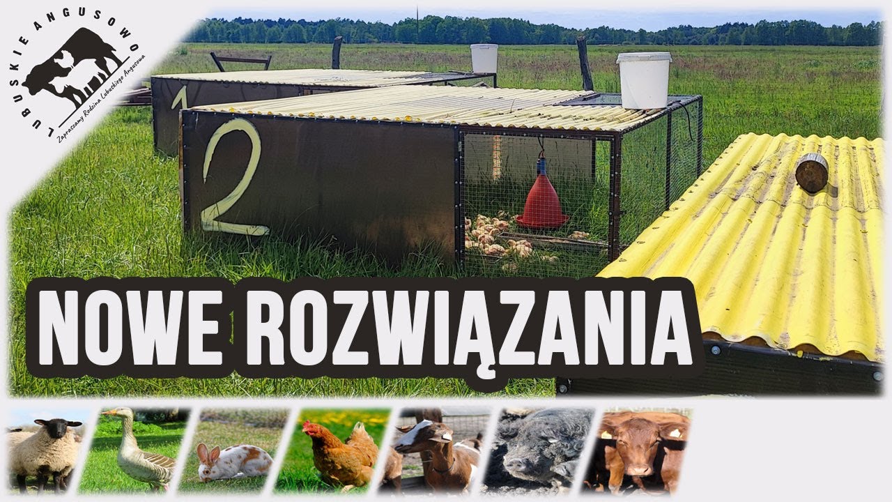 Lubuskie Angusowo - S6 E13 - Nowe rozwiązania w hodowli brojlerów pastwiskowych