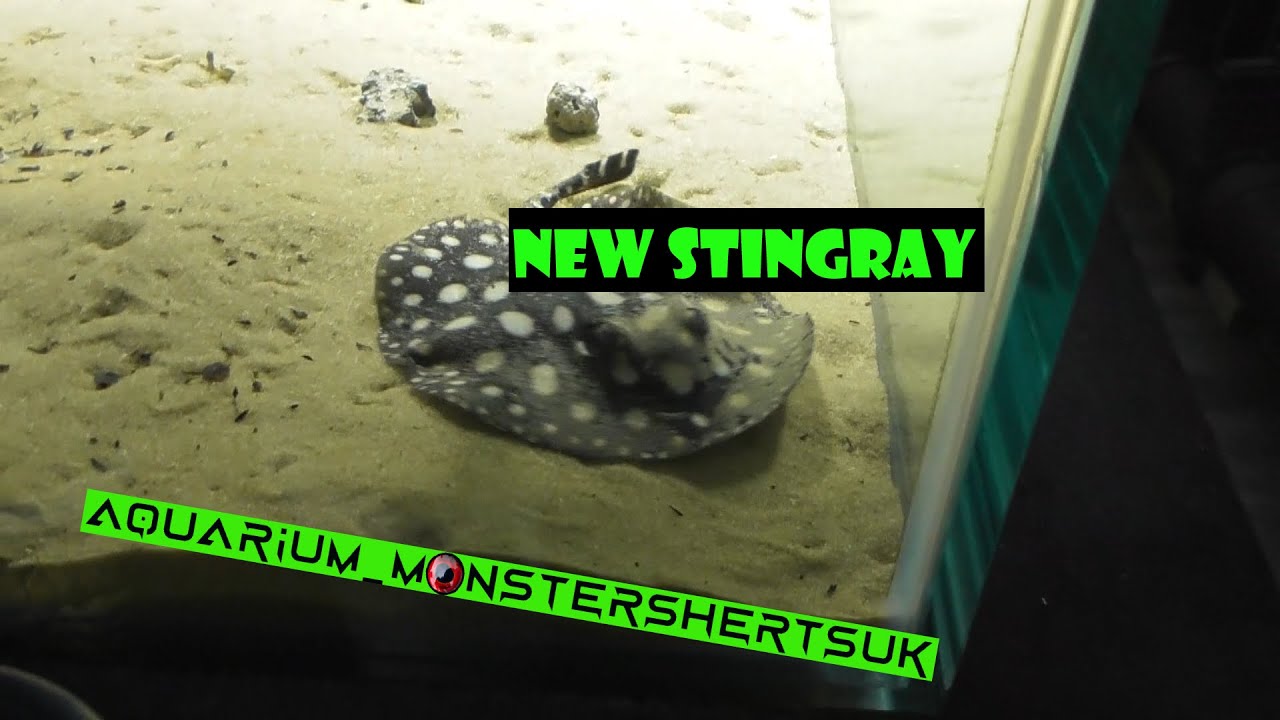 New stingray pup!