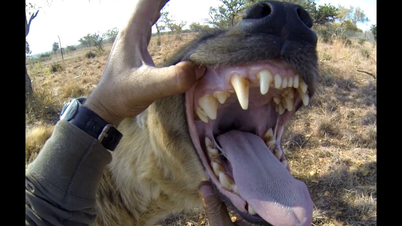 Hyenas Are CRAZY! | The Lion Whisperer