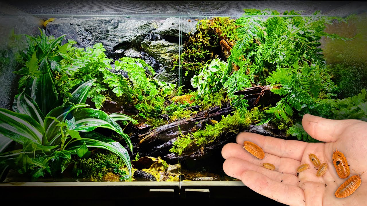 I made a forest vivarium for dairy cow isopods
