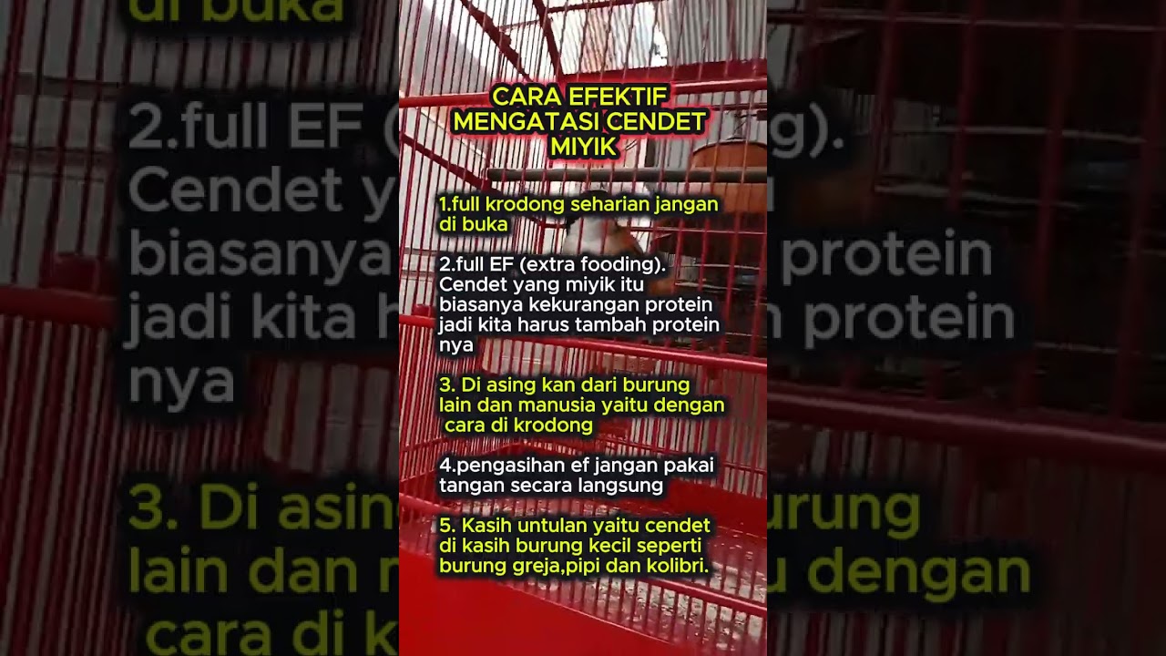 cara atasi cendet miyik #cendet