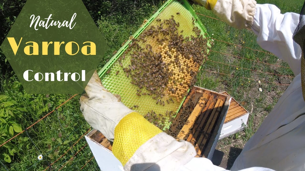 Natural Varroa Mite Control