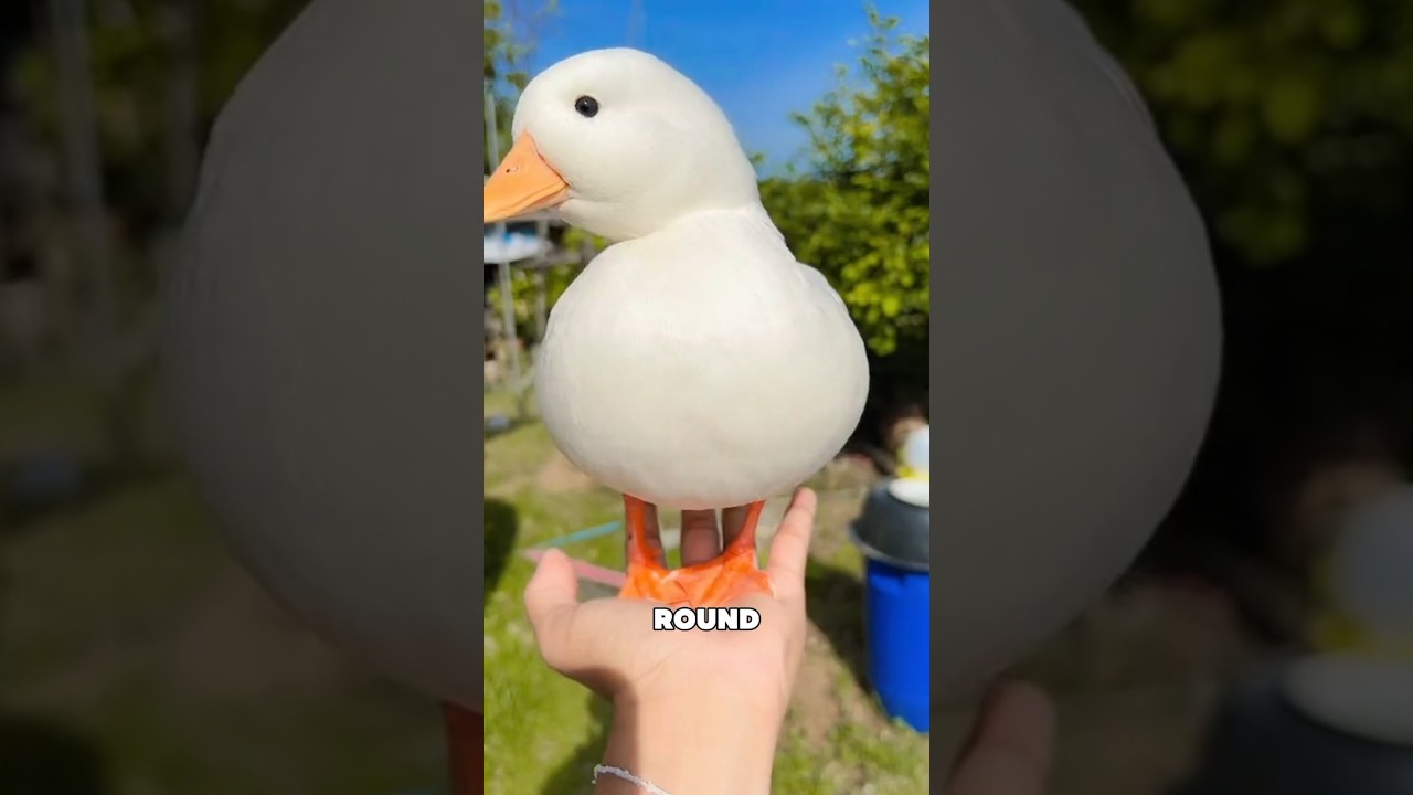 Call Ducks: The Cutest Pet You&rsquo;ve Never Heard Of 🦆💛 #cutepets #callducks #shorts