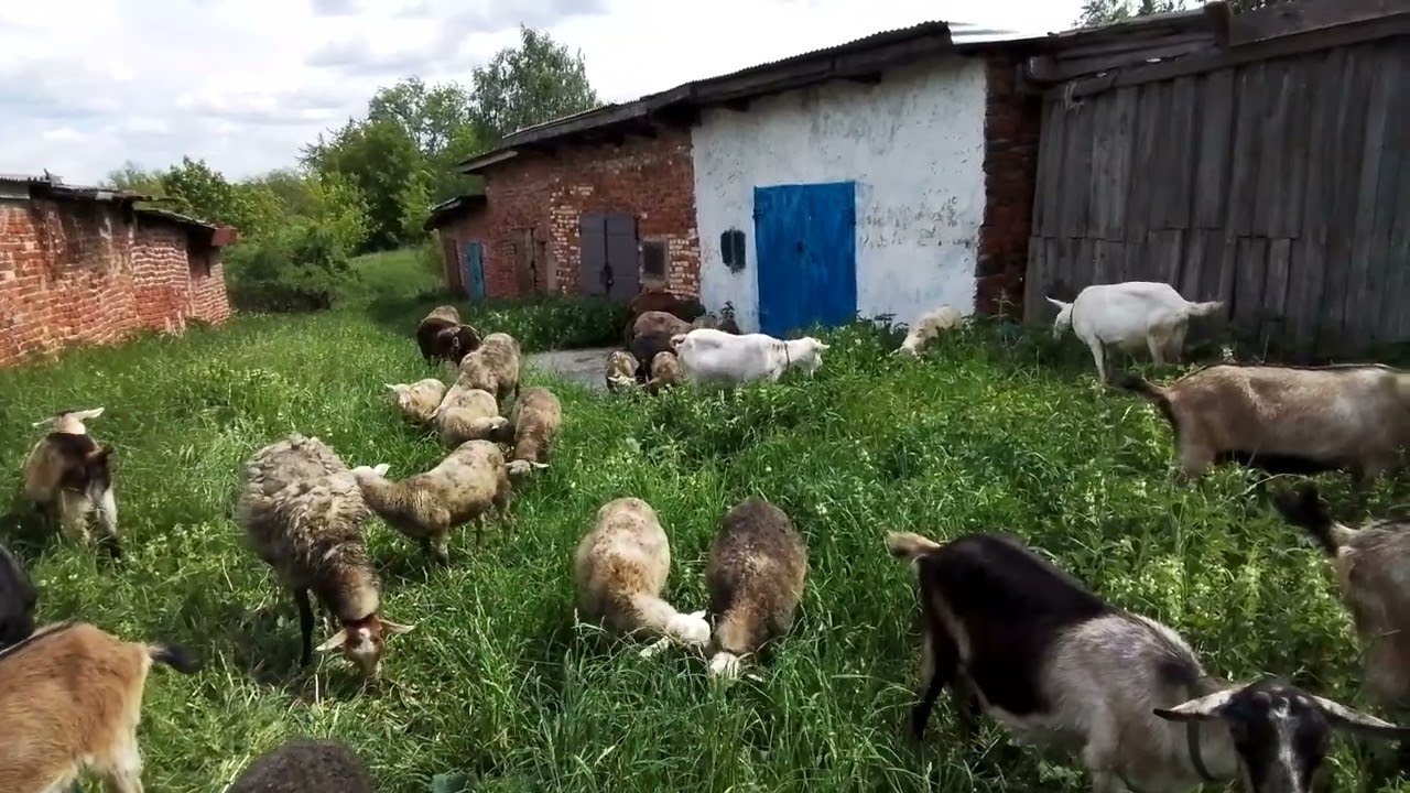 КАК КОЗЫ МЕНЯ СПАСЛИ