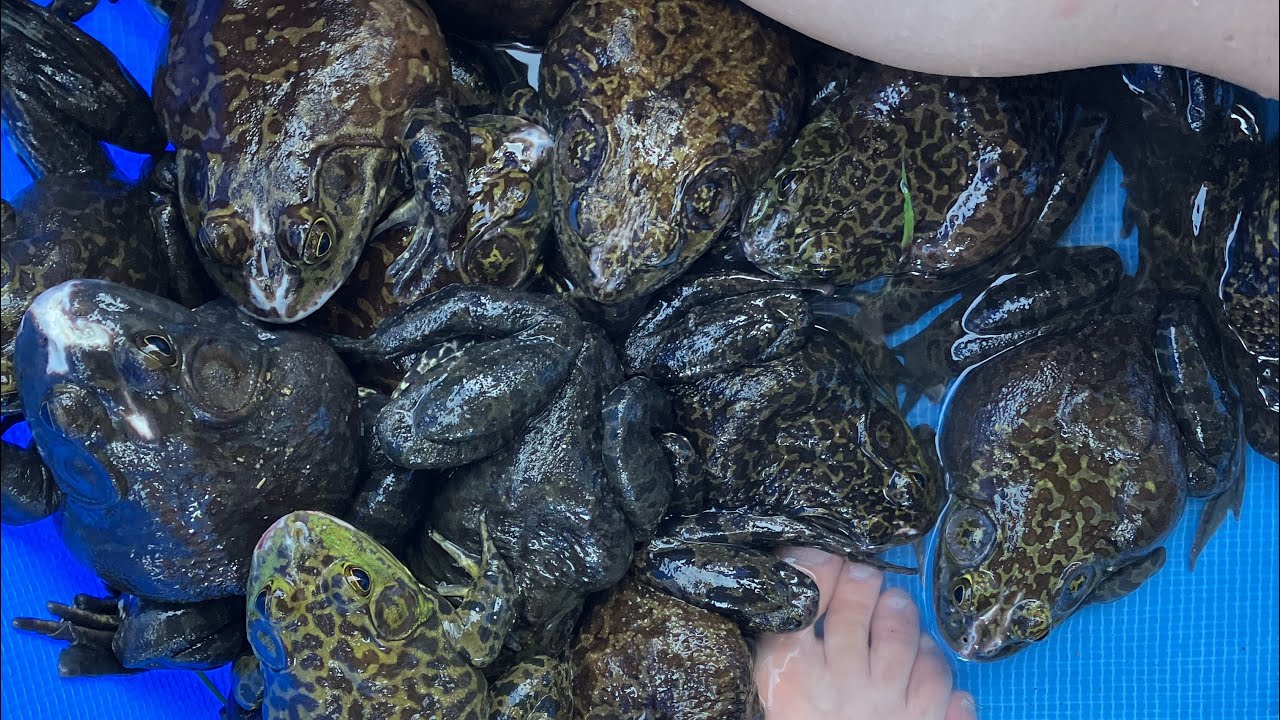 大量のウシガエルを乱獲！
