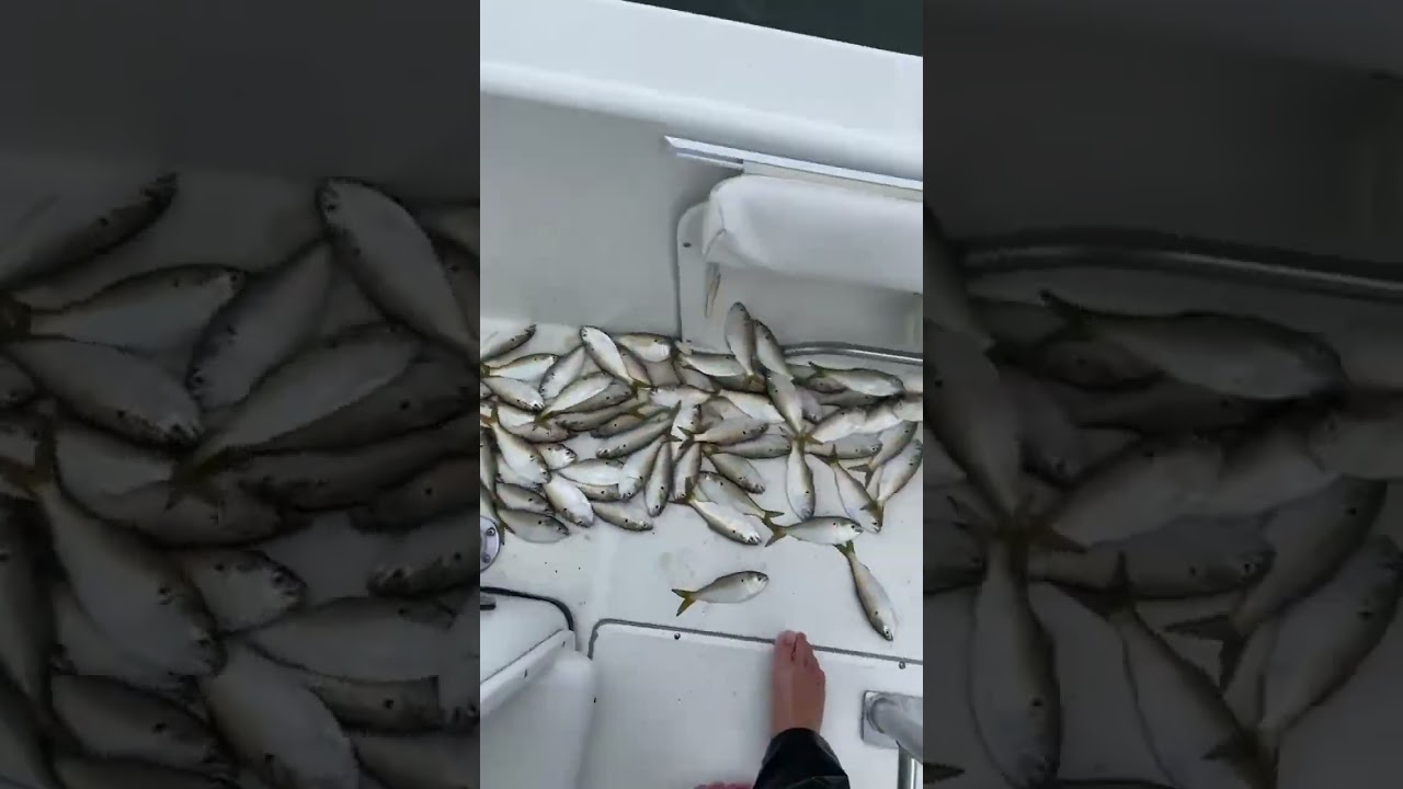 Hundreds of pogies in one cast