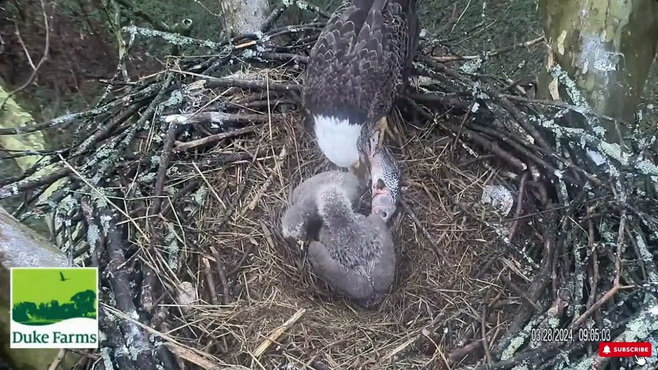 The Comeback Kid! - Duke Farms Eagles (3/28)