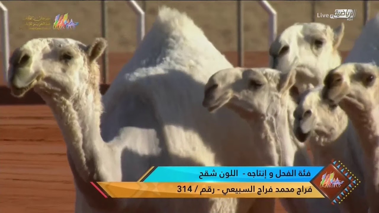 عروض فئة الفحل وإنتاجه للون الشقح يوم الأثنين ١٤ ديسمبر ٢٠٢٠م  #مهرجان_الملك_عبدالعزيز_للإبل5