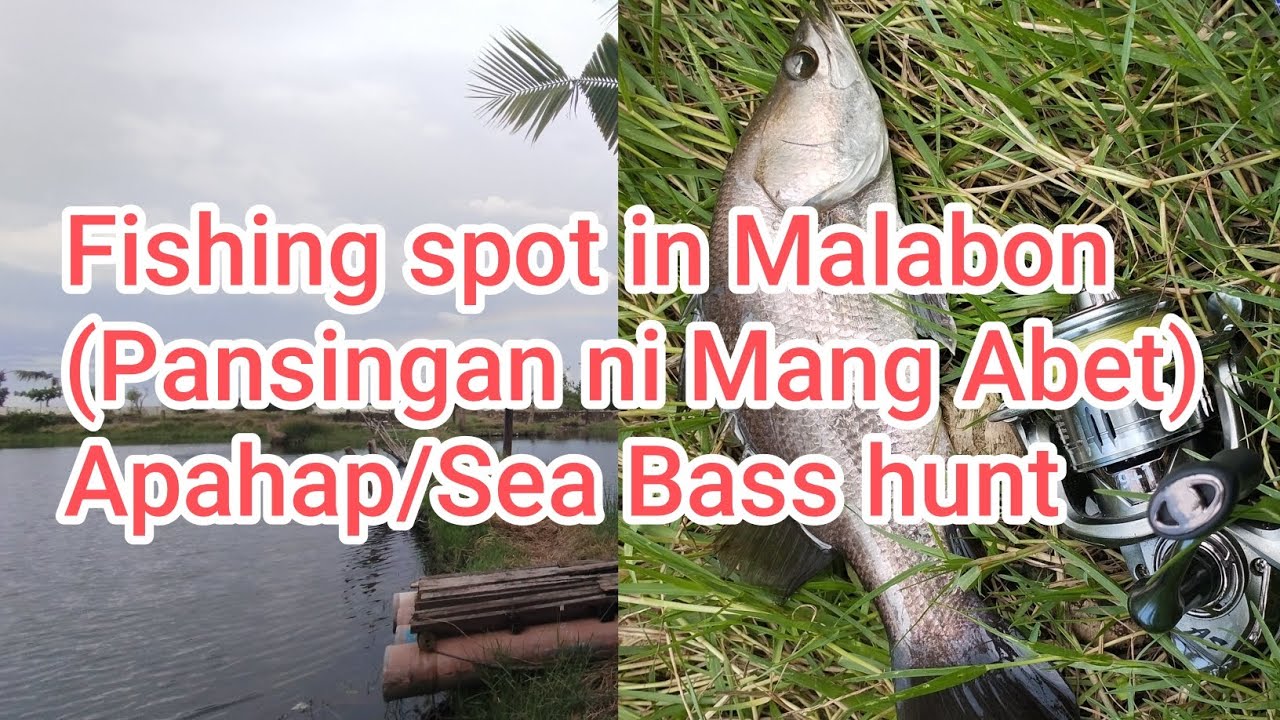 Fishing spot in Malabon (Pansingan ni Mang Abet)Apahap/SeaBass hunt #seabass #barramundi #fishing