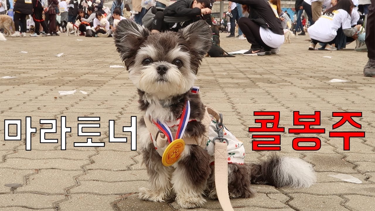 콜라,똥꼬발랄 개라톤 댕댕런 참가하다! /강아지마라톤