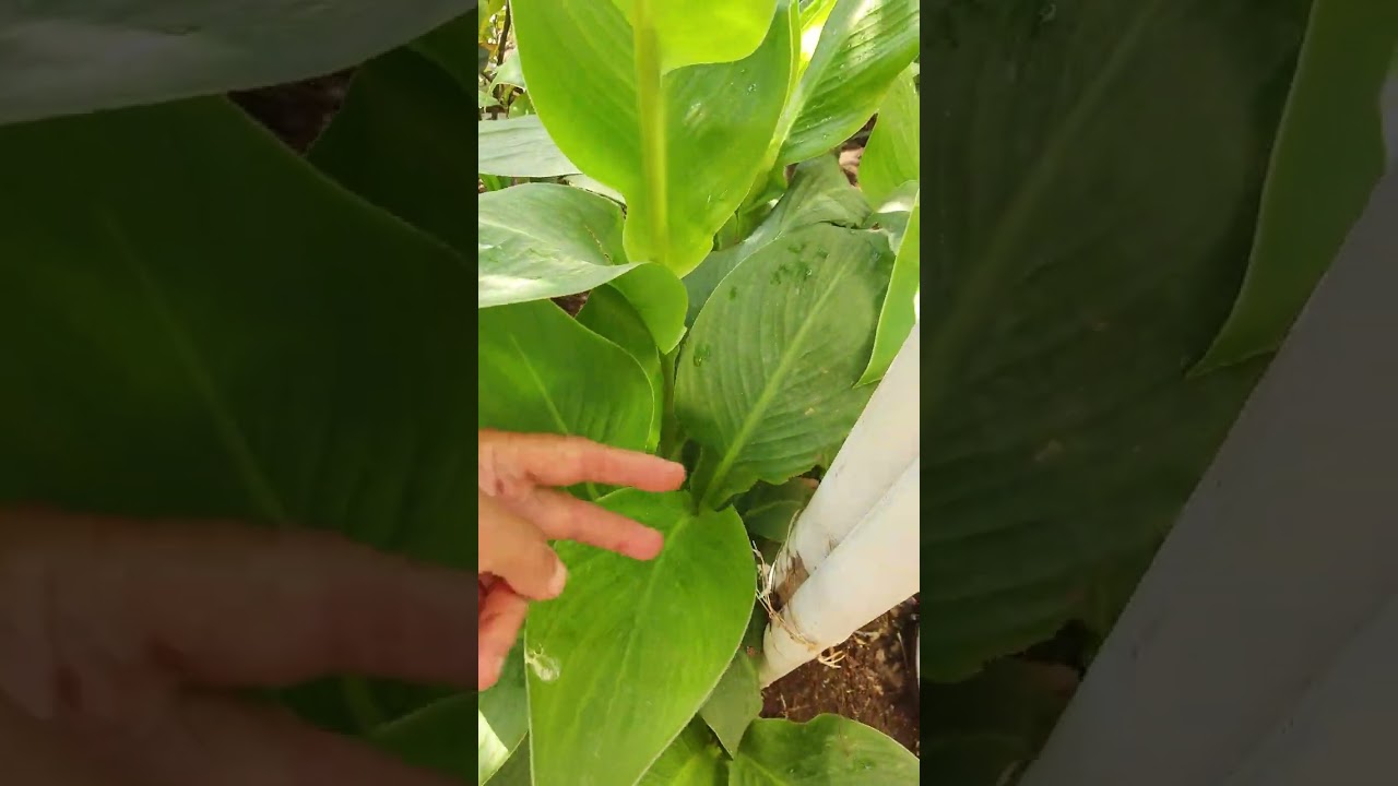 الكنا الهندية او ورد الموز او الموز الكاذب نبات معمر دائم الخضار يزهر بالربيع والصيف ⚘️جنتي حديقتي⚘️