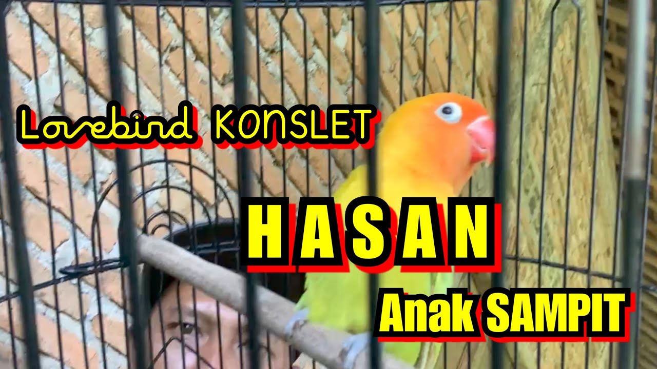 LOVEBIRD KONSLET HASAN ANAK SAMPIT RHN