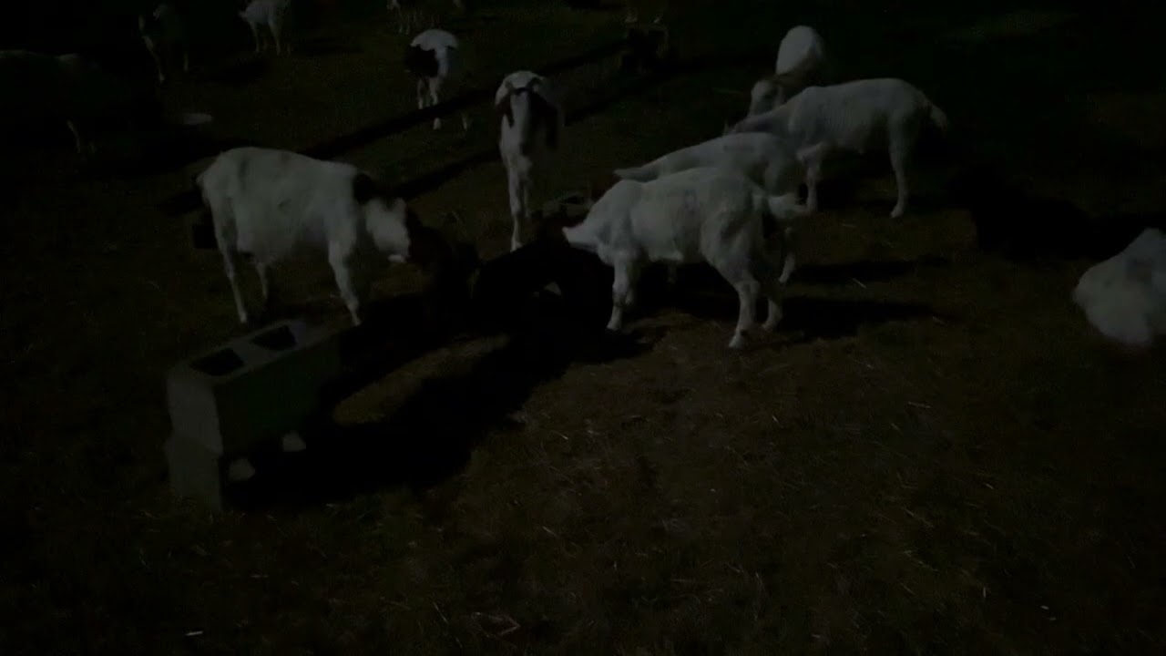 Lost some goats, but always thankful. الحمدلله 