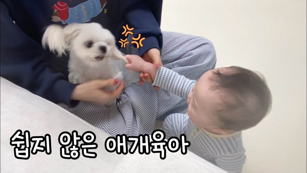 아기가 강아지를 괴롭힐 때