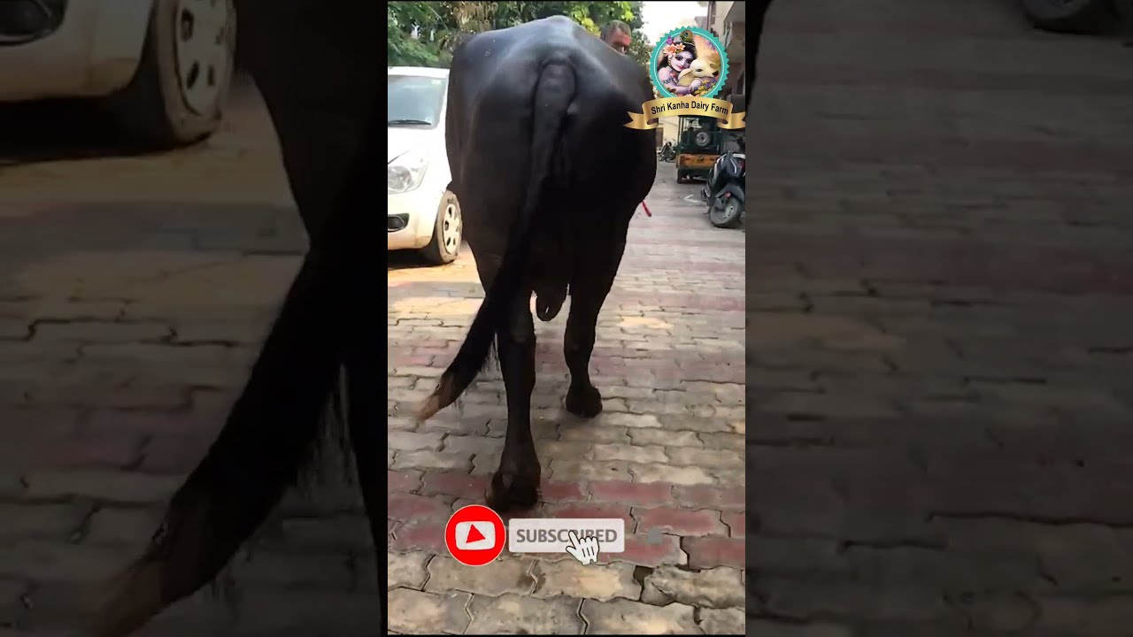 Top Class Murrah Buffalo with 16 Kg Milk | Black Murrah Lover | 5 Star #Murrah #Buffalo | #Shorts