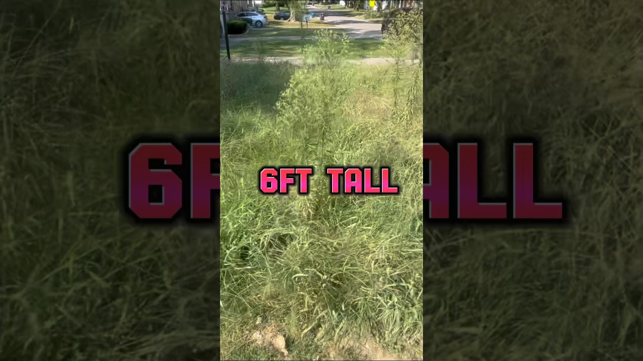 We Tried Cutting 6ft Tall Weeds! #asmr #trashtotreasure #satisfying
