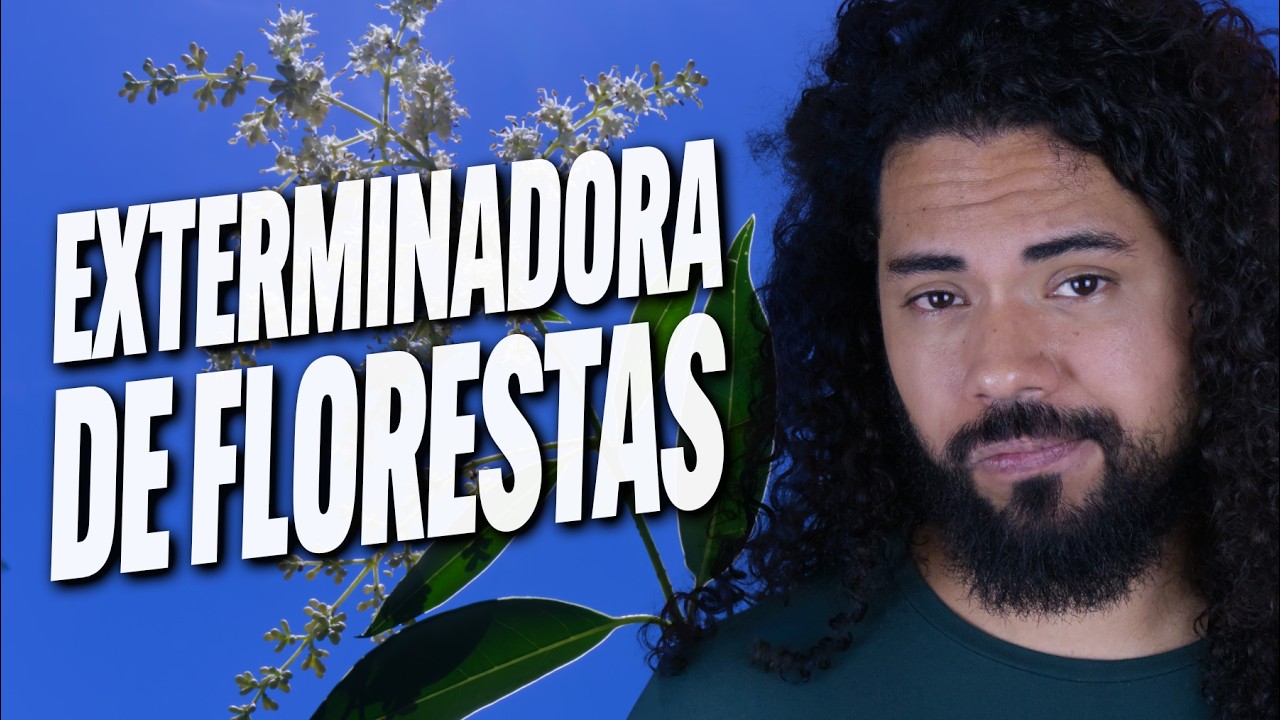 A árvore asiática que está destruindo florestas brasileiras - Guia da Floresta