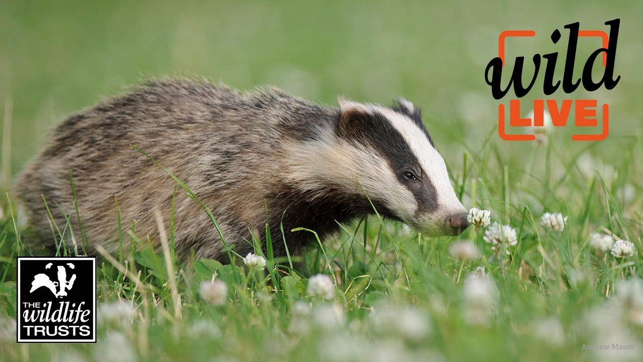 Wild LIVE: The Badger Cull