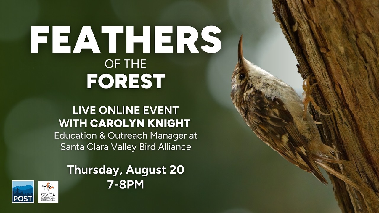 Feathers of the Forests (Online Event)