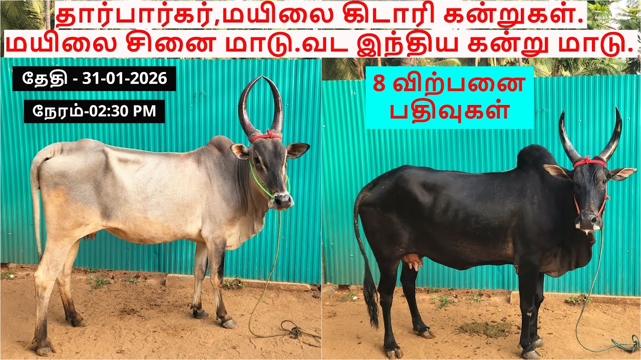 8-விற்பனை பதிவுகள்.தார்பார்கர்,மயிலை கிடாரி கன்றுகள்.மயிலை சினை மாடு.வட இந்திய கன்று மாடு.