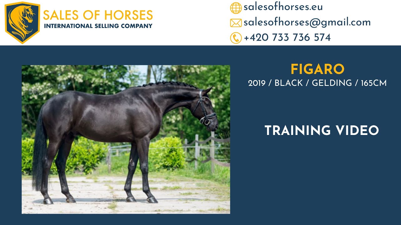 **BEAUTIFUL MOVER/HUNTER** 2019 gelding by Finest