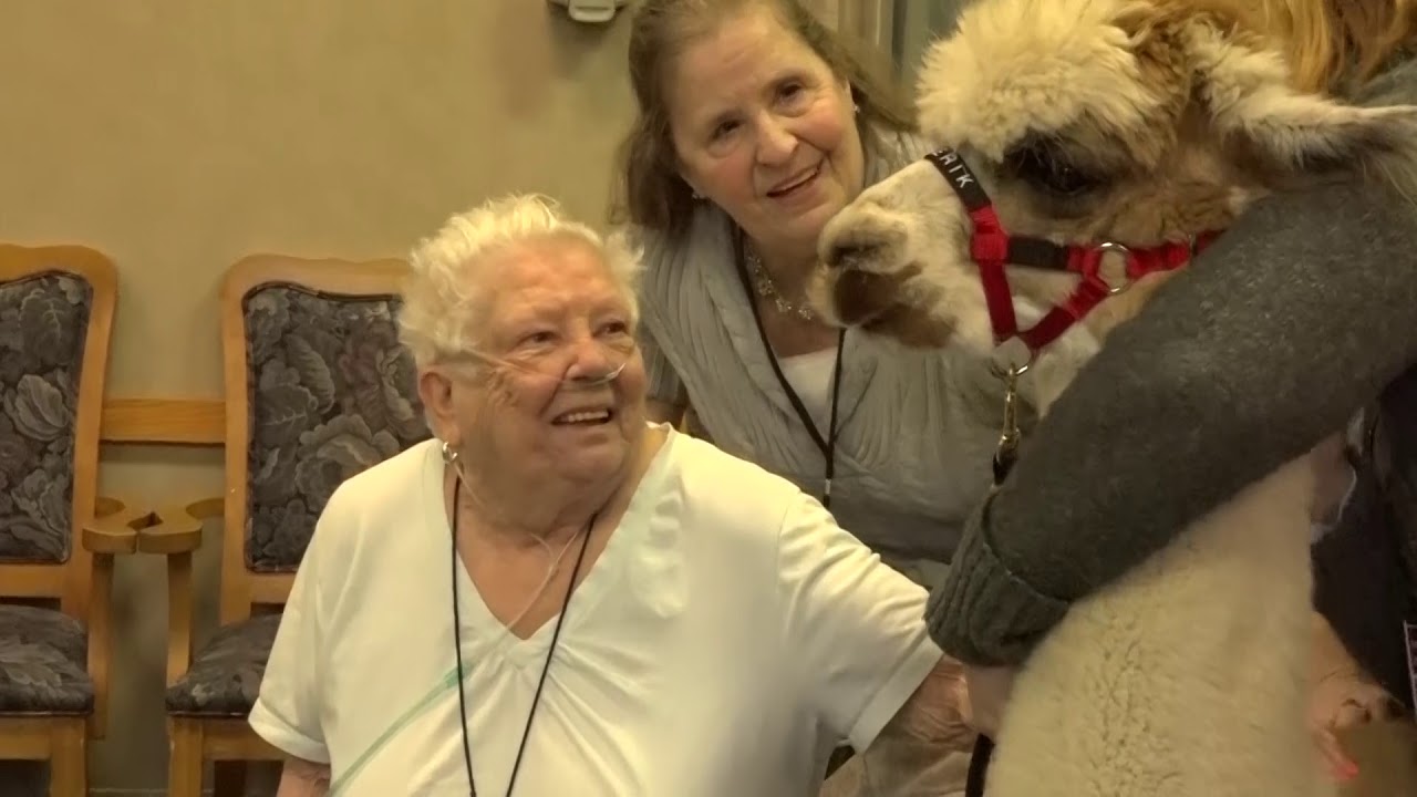 Harvard Alpaca Ranch Alpaca Assisted Therapeutic Activities