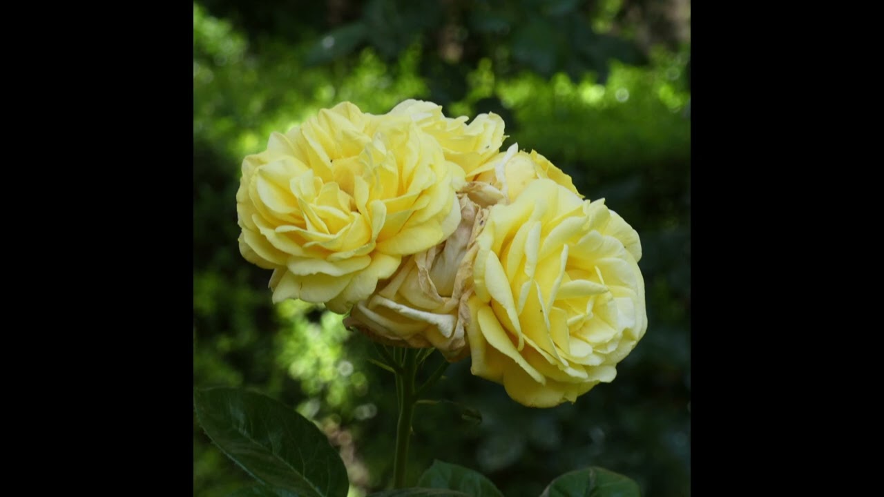 Ikercgrg - Damask Rose (Official Music Video)