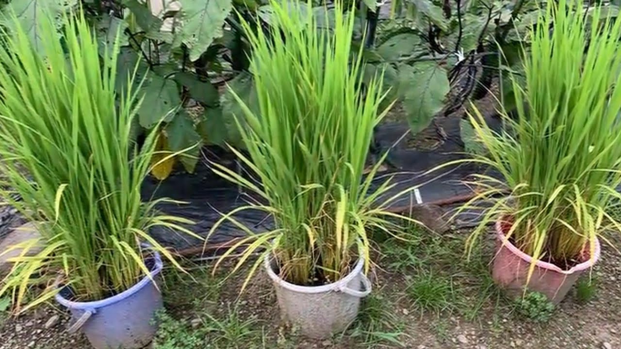 バケツとペットボトルで米を育てたらこうなった。