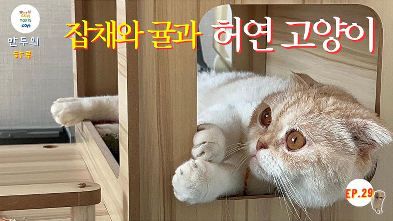 [곰토끼닷컴 -  만두의 하루 ep.29] 잡채와 귤과 허연 고양이