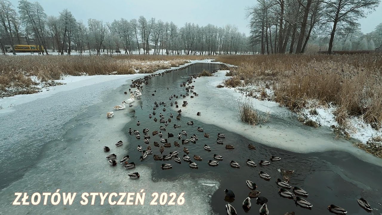 Zimowy spokój nad Jeziorem Miejskim w Złotowie 🦆❄️