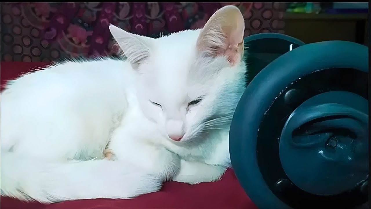 1 Hour CUTEST CAT PURRING By This Baby KITTEN | Relaxation | for Sleep
