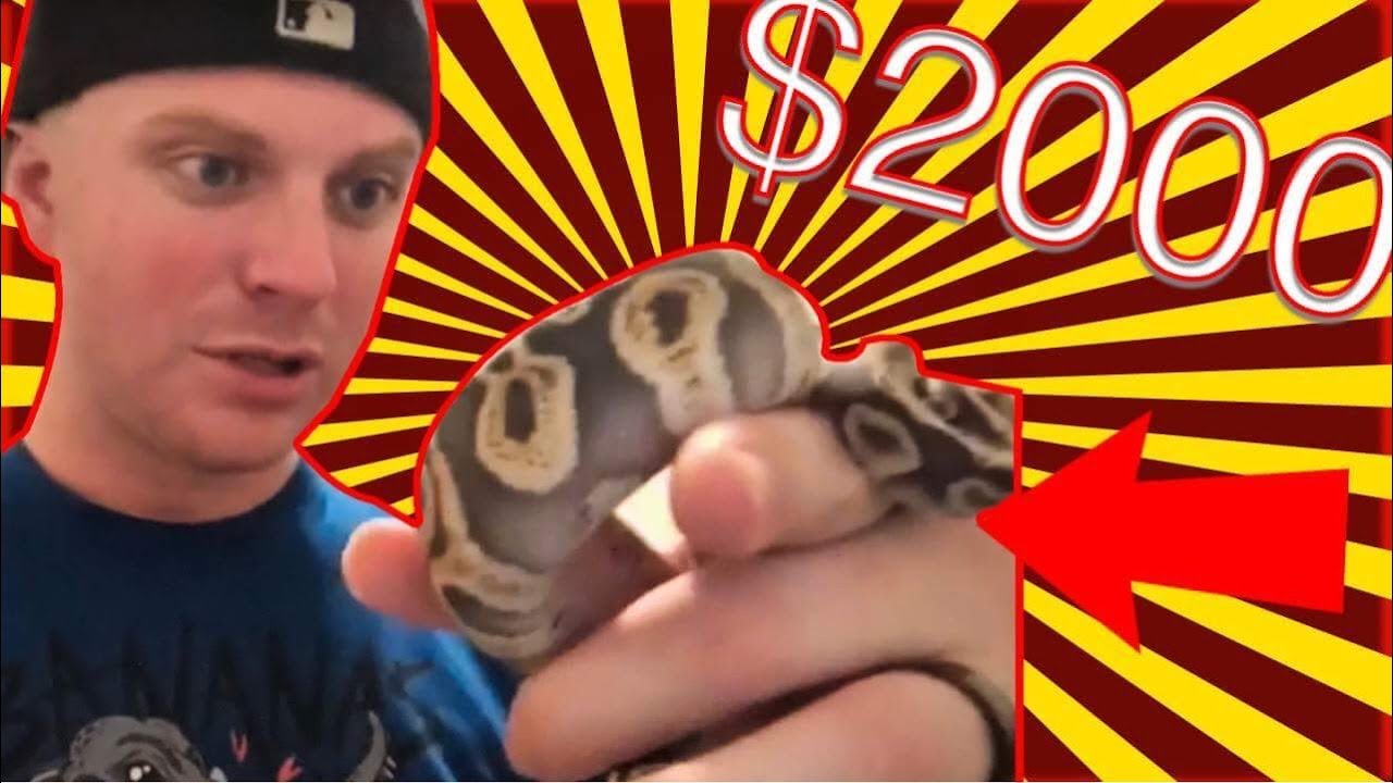 Unboxing over $2000 of Insane Ball Pythons from BHB Reptiles!!!