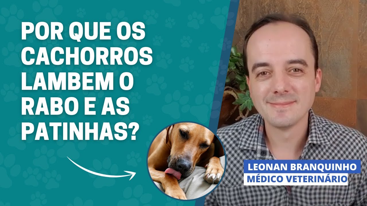 Por que os cachorros lambem o rabo e as patinhas
