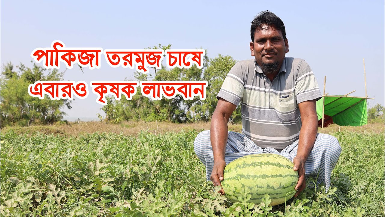 পাকিজা তরমুজ চাষে এবারও কৃষক লাভবান হওয়ার আশাবাদী