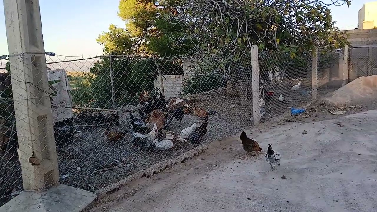 أقوى وأفضل مشروب للدجاج في فصل الشتاء...🐤🐓# تربية الدواجن🐤🐓