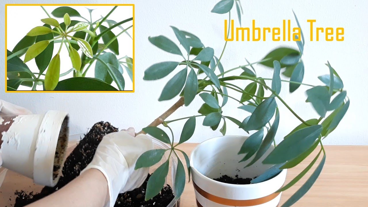 How to grow and Repotting Umbrella Tree from a stick:: Schefflera plant  new leaf after repotting::