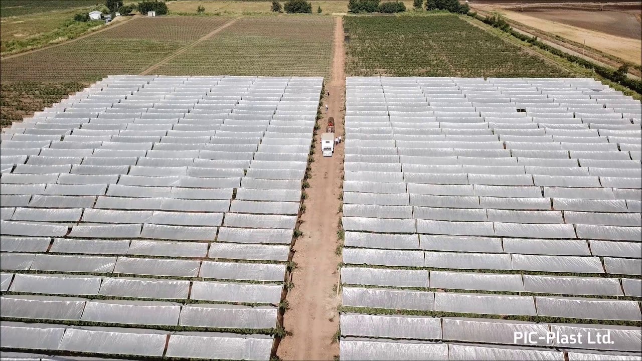 SOLARIG® RGR covering cherries and blueberries in Chile