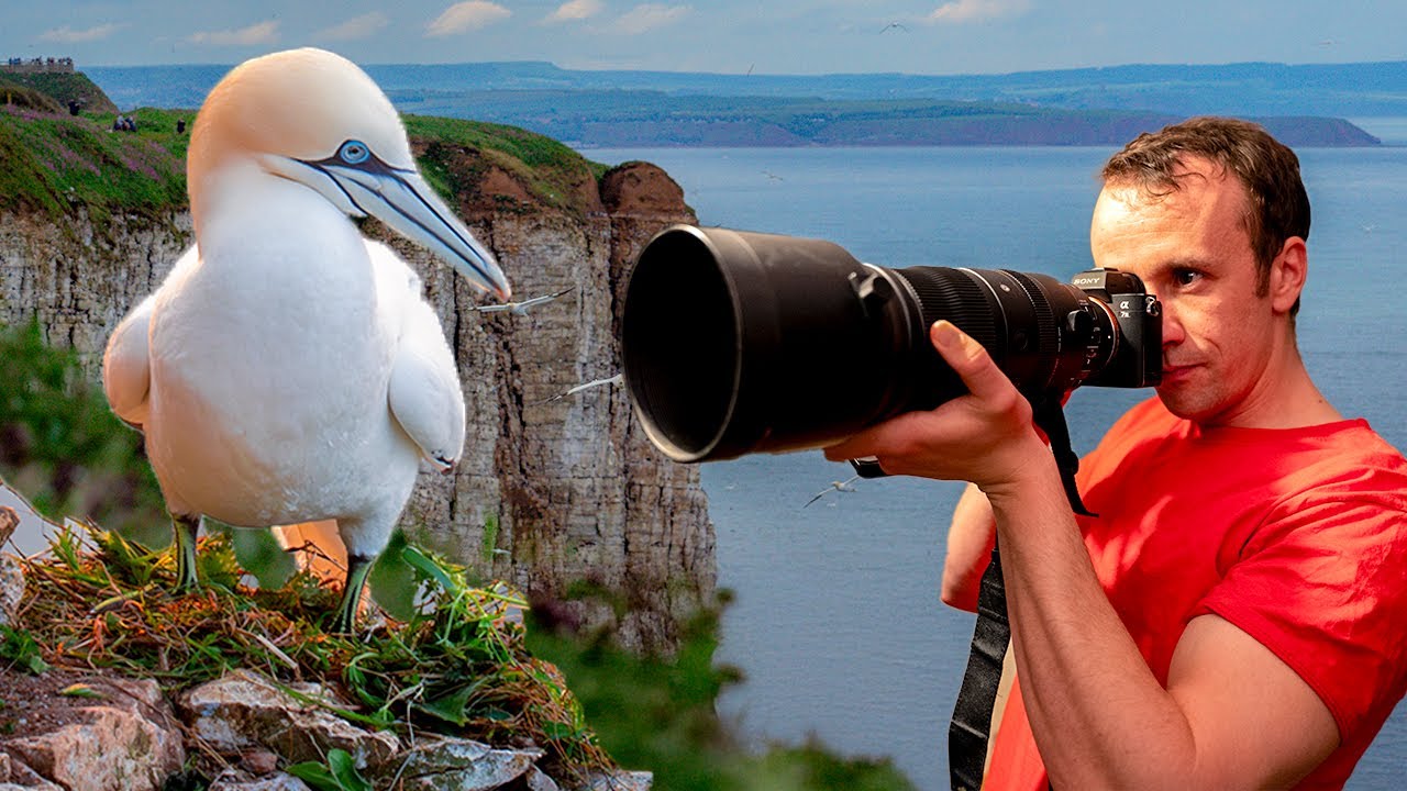 Why You Need To Visit The BIGGEST Seabird Colony On the UK Mainland